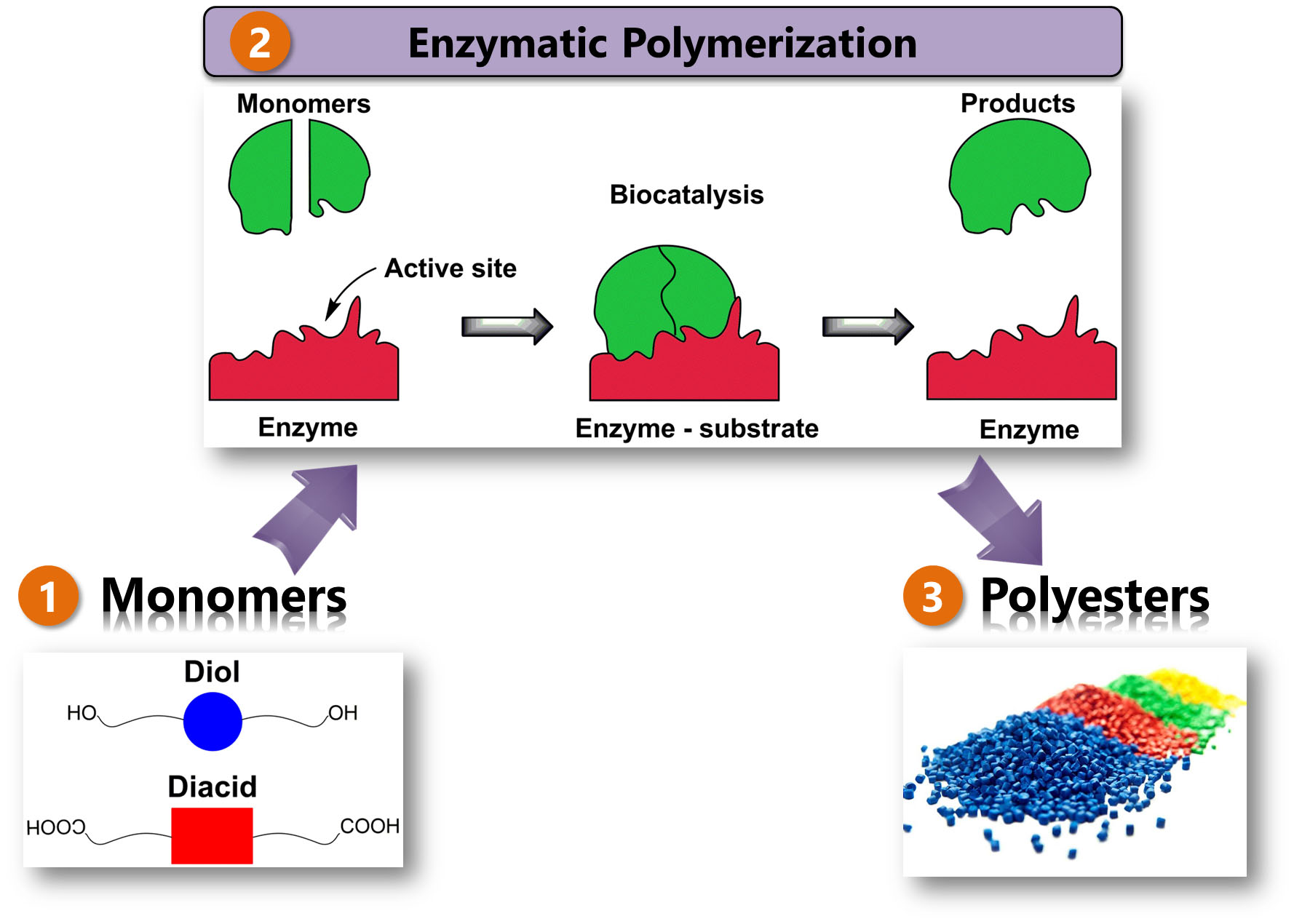 Enzymatic Polymerization